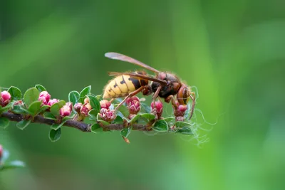 Фото пчелы с множеством глаз: удивительная анатомия