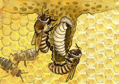 Фото пчелы с глазами: загадочное зрение насекомых