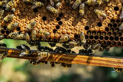 Узнайте, как пчела воспринимает мир через свои глаза на этом фото