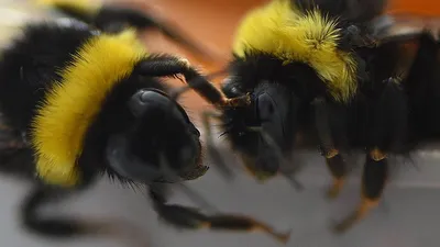Фото пчелы с удивительными глазами: природное чудо