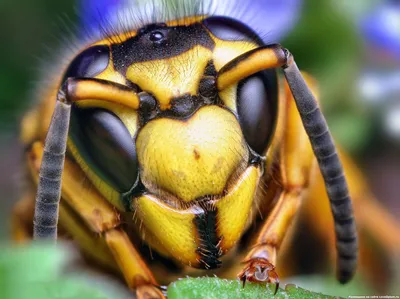 Глаза пчелы на фотографии: уникальные органы зрения
