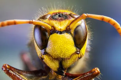Уникальные фотографии пчелы в хорошем качестве