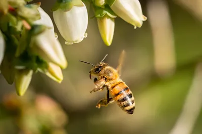 Фото пчелы с глазами: удивительное зрение насекомых