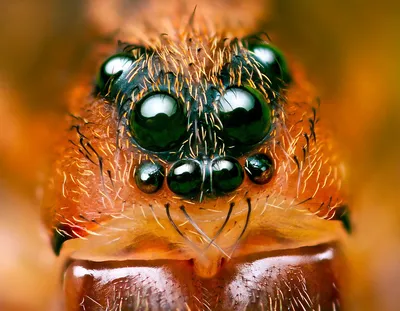 Глаза пчелы на фотографии: загадочные органы зрения
