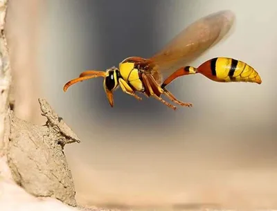 Фото пчелы с уникальными глазами: природное произведение искусства