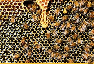 Узнайте, как пчела ориентируется в пространстве с помощью своих глаз на этом фото