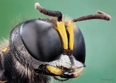 Пчела на фото: узнайте, сколько глаз она имеет
