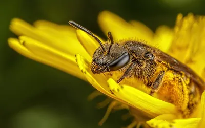 Фотографии пчелы в 4K разрешении