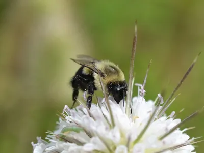 Скачать фото пчелы бесплатно