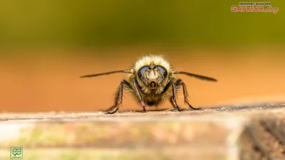Фото пчелы в хорошем качестве