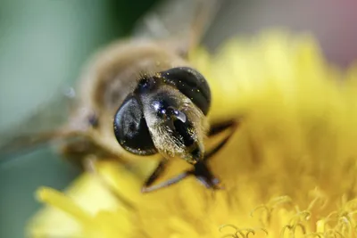 Фото пчелы в формате PNG