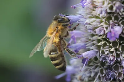 Фото пчелы в формате webp
