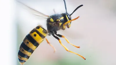 Фото пчелы с высоким разрешением