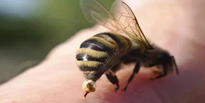 Фото пчелы с эффектом HD