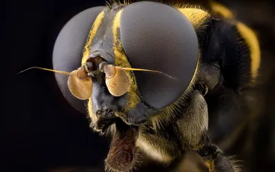 Фотография пчелы на задний фон 2024 года