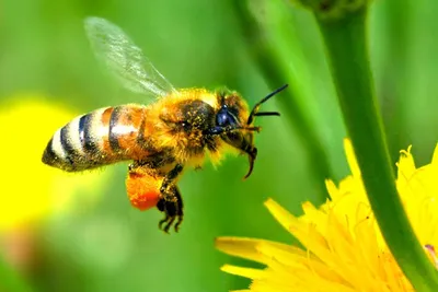 Картинка пчелы в формате WebP для скачивания