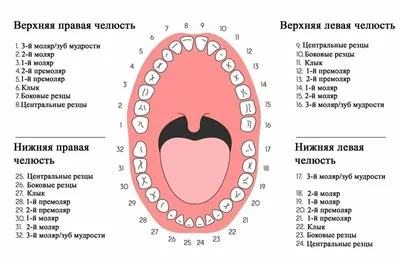 Разнообразие зубов человека: фото в высоком разрешении