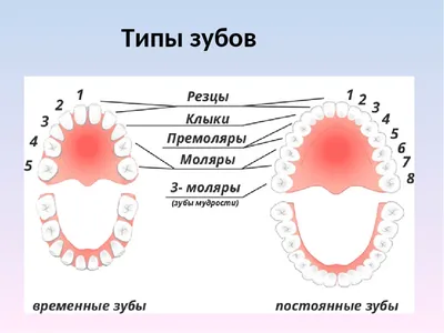 Исследование структуры человеческих зубов: изображения для загрузки