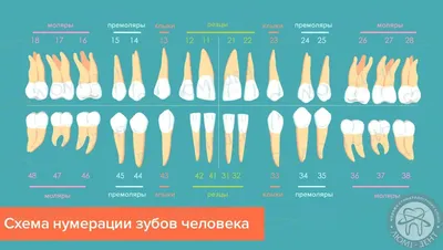 Изучение структуры зубов: фотографии в различных форматах