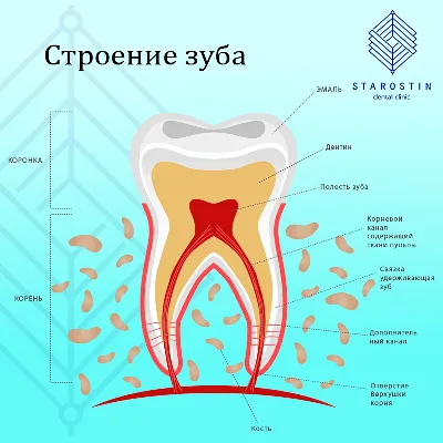 Сравнение молочных и постоянных зубов: фотографии для скачивания