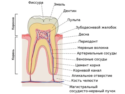 Разнообразие зубов человека: изображения для загрузки