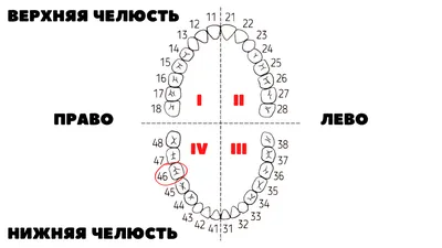 Эстетика улыбки: фото человеческих зубов в различных форматах