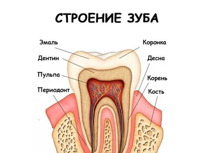 Фотографии зубов человека: выбор размера и формата