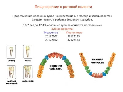 Коллекция изображений зубов человека: скачивание в JPG, PNG, WebP