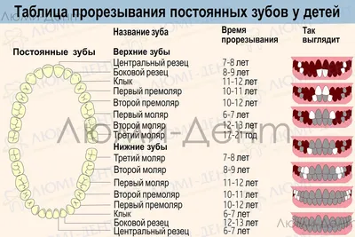 Зубы человека: изображения для загрузки в различных форматах