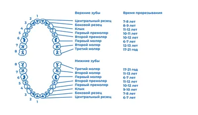 Фото группы зубов человека: выбор формата изображения