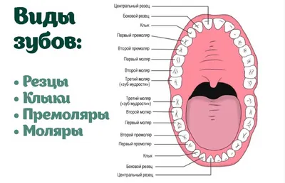 Фото человеческих зубов: острые, крепкие, здоровые