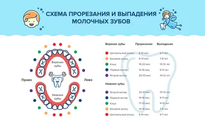 Эволюция человеческих зубов: наблюдение на фотографиях