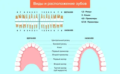 Анатомия улыбки: изображения зубов для скачивания