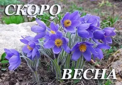 Весенний пейзаж: фотографии, отображающие красоту природы весной