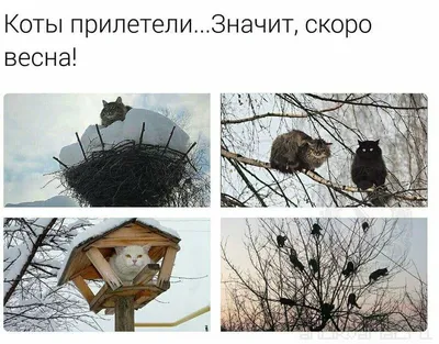 Скачать бесплатно весенние фотографии