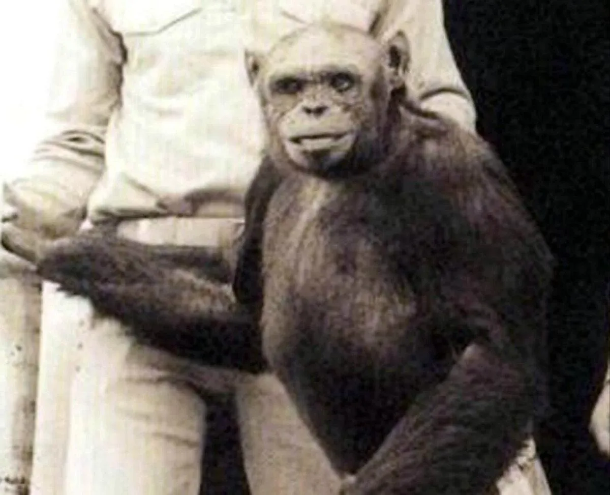 Человек обезьяна название. Шимпанзе Оливер Получеловек. Оливер Получеловек полуобезьяна Оливер-гибрид человека и шимпанзе.