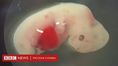 Фото: Человек и животное в различных видах скачивания