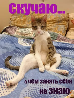 Фото смешной кошки, которая играет на пианино