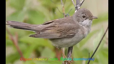 Красивая птица Славка