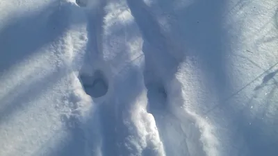 Снежные стопы: взгляд в медвежий след