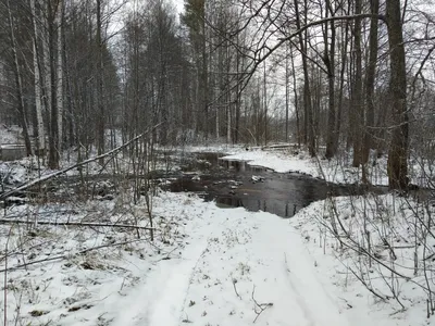 Рисунок природы: следы медведя в зимнем лесу