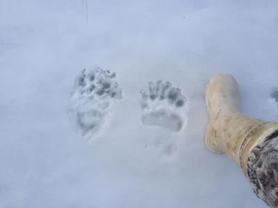 След медведя в снегу: Загадочная зимняя красота