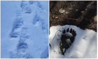 Зимний арт: след медведя на Full HD фотографии