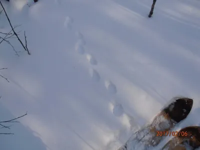 След росомахи на снегу фотографии