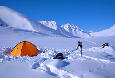 Зимний арт с росомахой: 4K фото на андроид