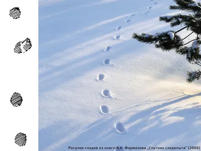 Звериная жизнь в зимнем лесу: уникальные фотографии