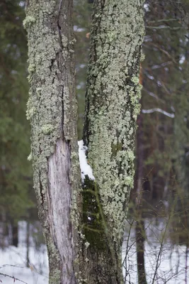 Фото следов зверей на снегу