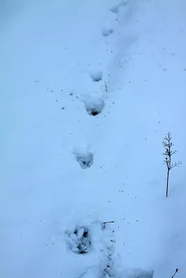 Снежные следы животных - арт фотография