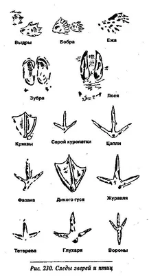 Скачать бесплатно фото следов зверей на снегу