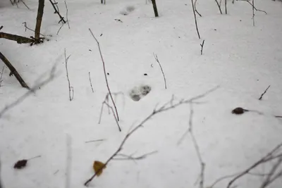 Рисунок природы: изображения следов на снегу